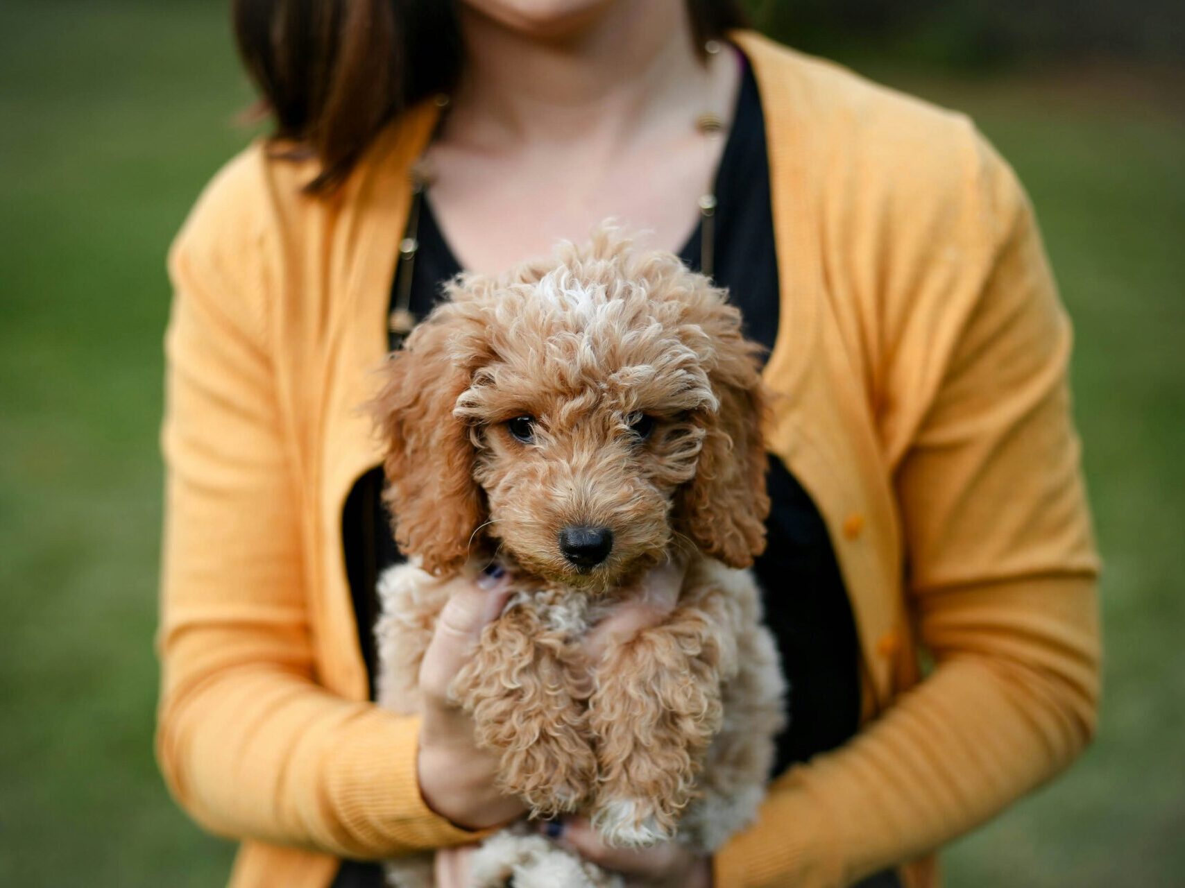 woman in yellow cardigan holding a brown puppy with green grass in background