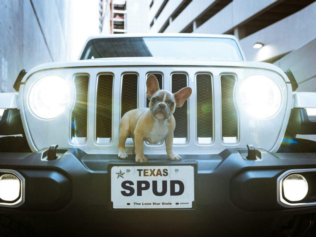 Spud Dog is standing on front bumper of vehicle.