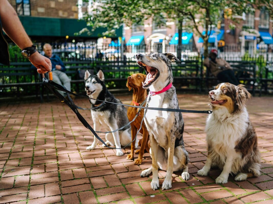 4 dogs sitting down being held by a leash