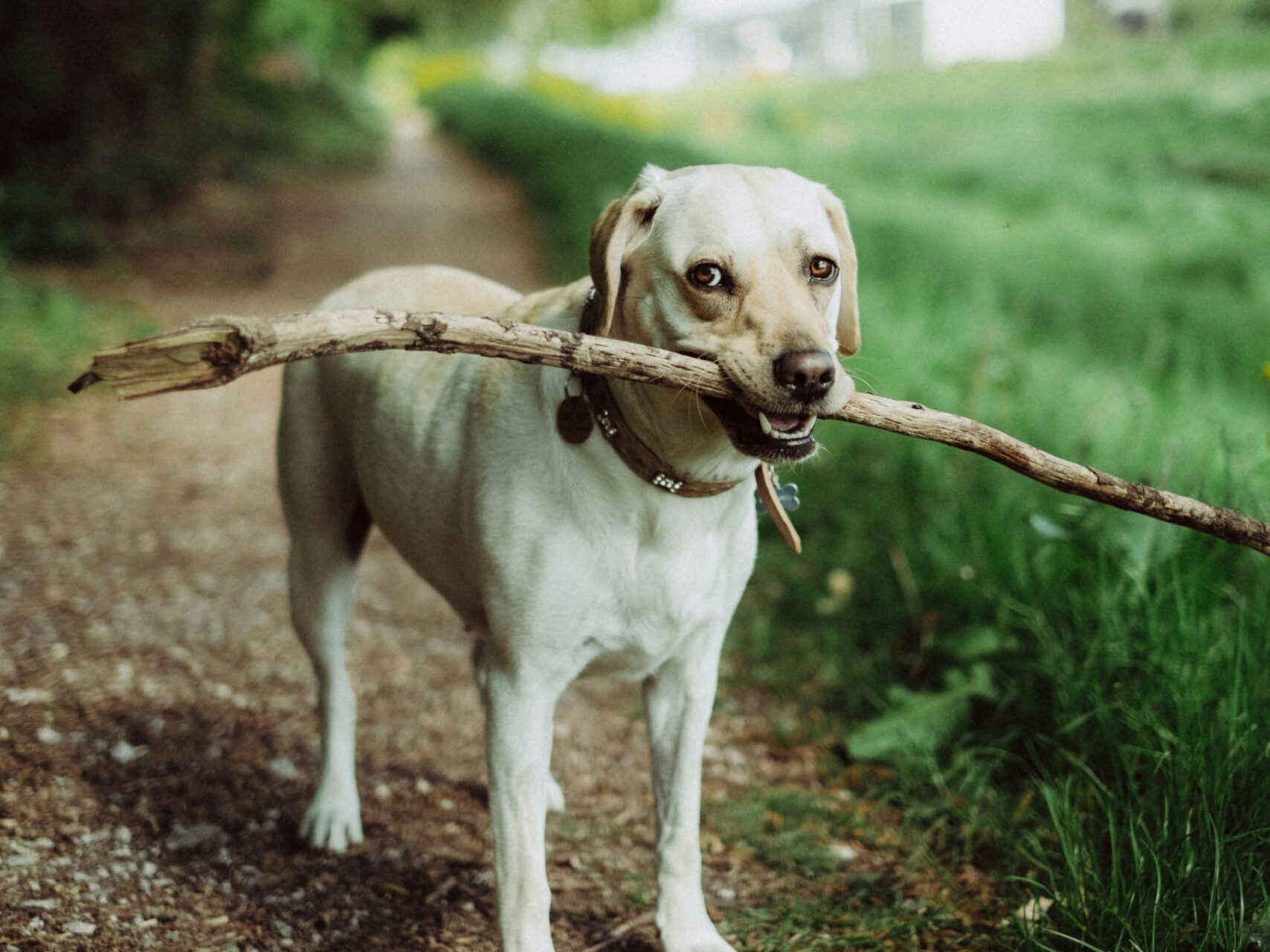 yellow lab or similar dog sanding on outdoor trail with stick in mouth