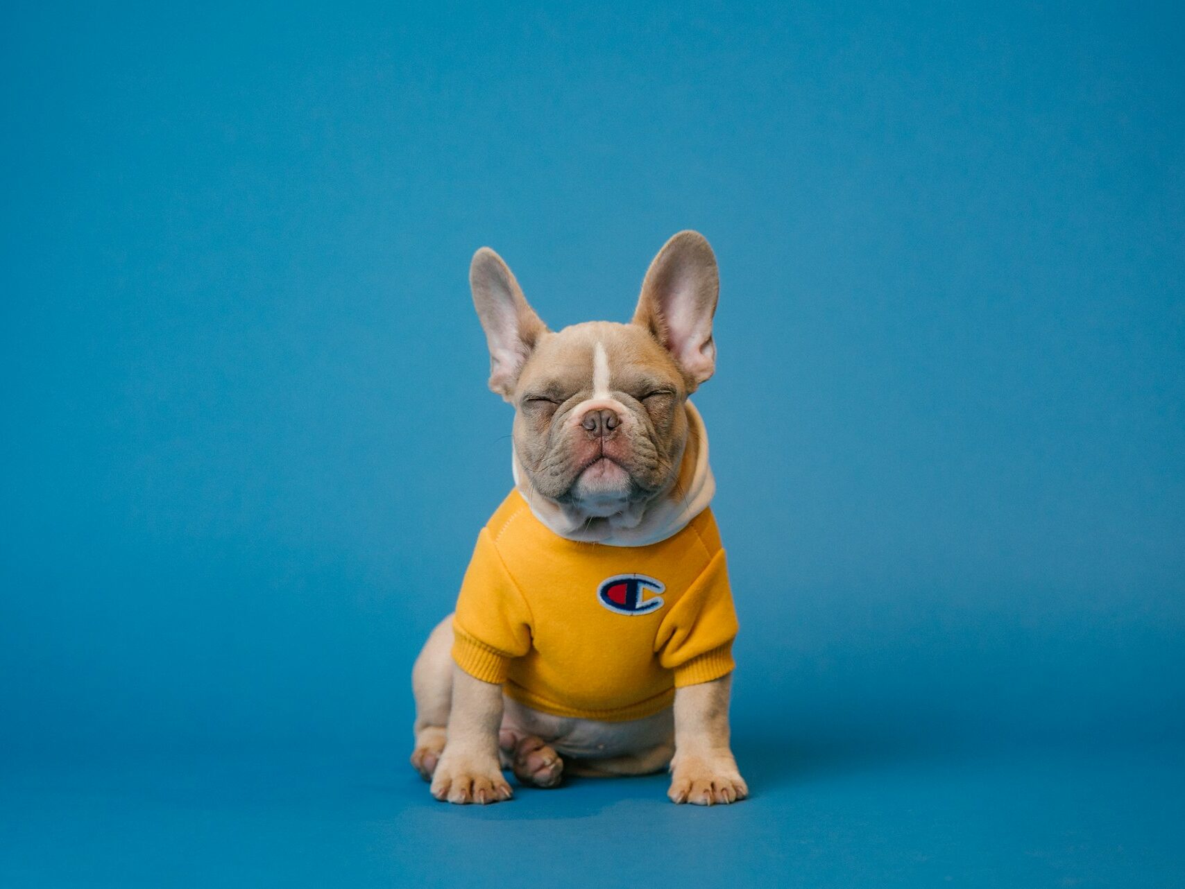 small brown French bulldog wearing a yellow shirt with happy eyes