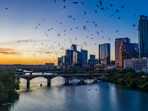 Picture of the Austin skyline with a river running down the center at sunset with the bats flying all over the sky for article Which Celebrities Call Austin Home for newcomers moving to Austin.