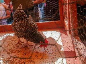 Chicken in a cage with a grid of numbers on the floor for Chicken Sh*t Bingo for article 10 Weird Things To Do in Austin or newcomers moving to Austin.