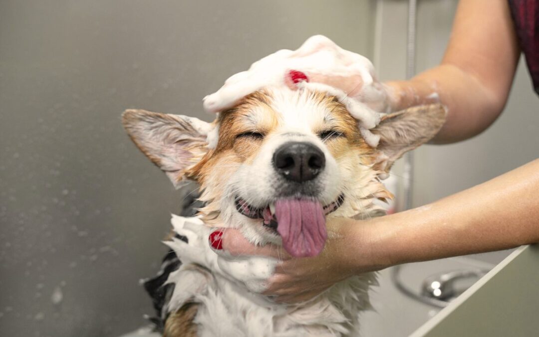 Popular Dog Grooming and Daycare in Austin