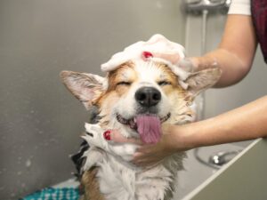 Dog smiling with his tongue sticking out while being bathed at groomer for article Dog Grooming and Daycare in Austin for newcomers moving to Austin.