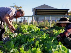 2 people working in the organic gardens for article Whisper Valley Leads the Way in Sustainable Living in East Austin for newcomers moving to Austin.