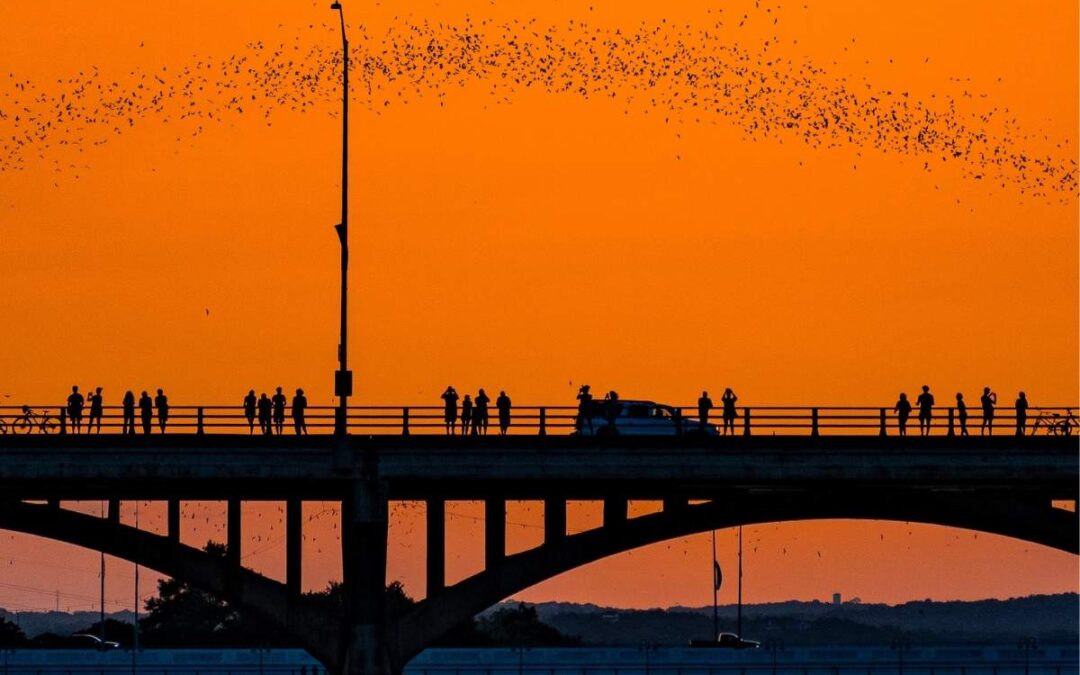 The Best Bat Watching in Austin