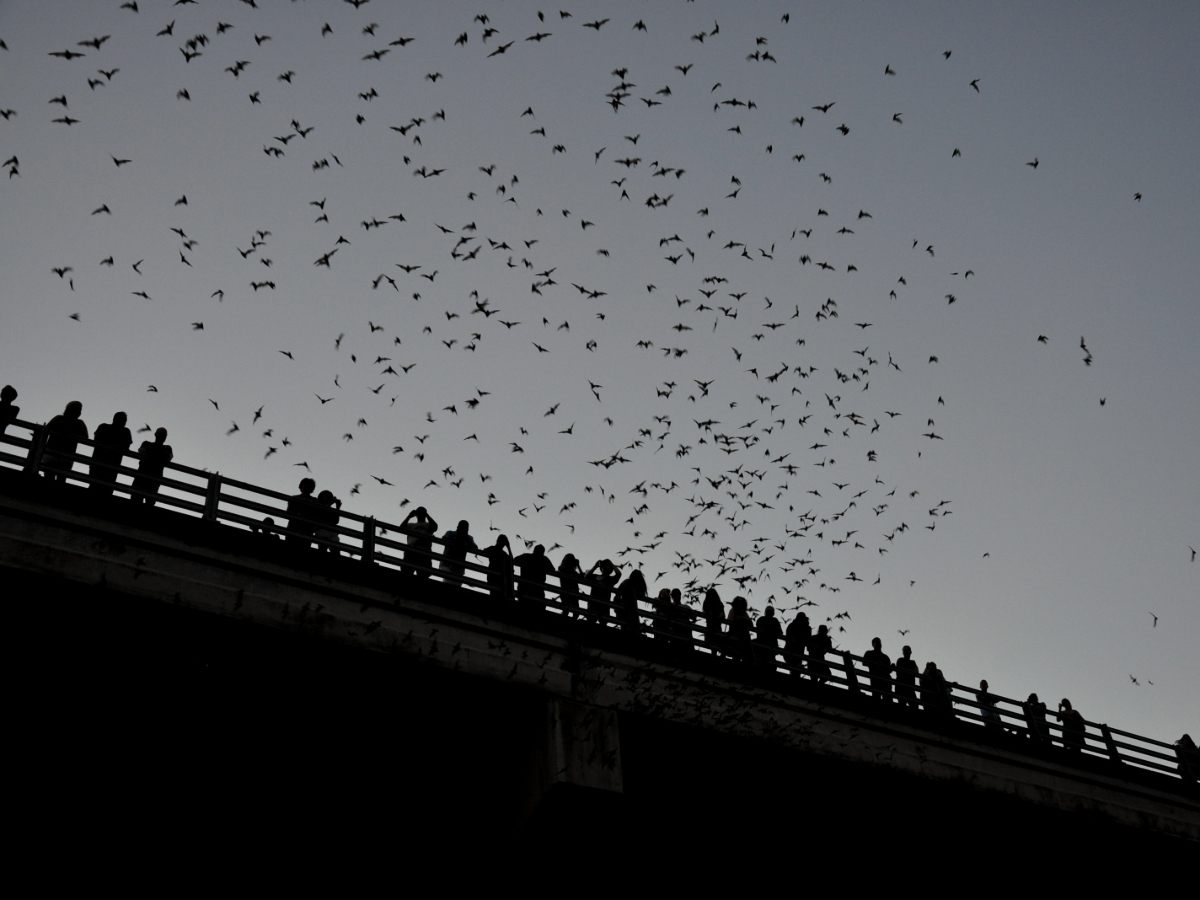 bats flying over people standing on a bridge for article Congress Avenue Bridge Bats: 10 Bat Facts You Didn’t Know for newcomers moving to Austin.